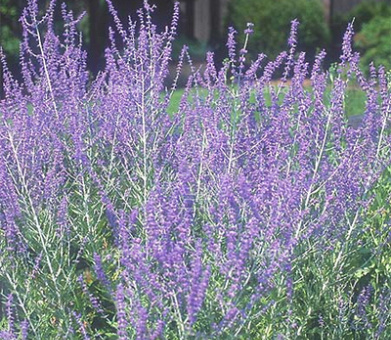 Perovskia atriplicifolia 'Little Spire'