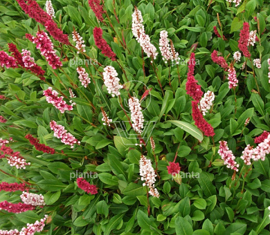 Persicaria affinis 'Darjeeling Red'