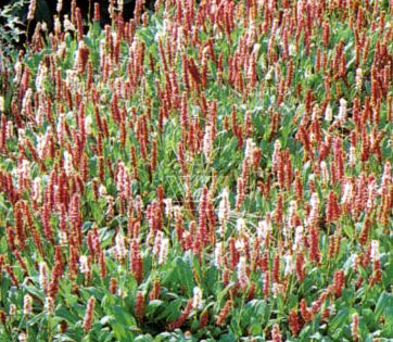 Persicaria affinis 'Superba'