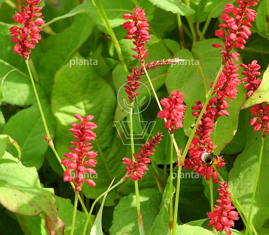 Persicaria amplexicaulis 'Blackfield'