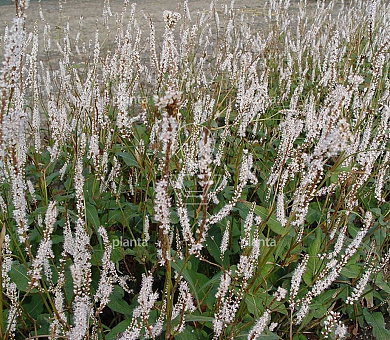 Persicaria amplexicaulis 'Alba'