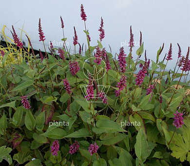 Persicaria amplexicaulis 'Inverleith'