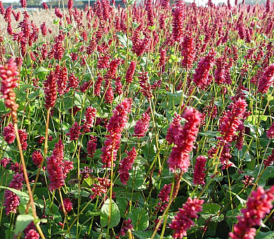 Persicaria amplexicaulis 'Lisan'