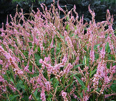 Persicaria amplexicaulis 'Pink Elephant'