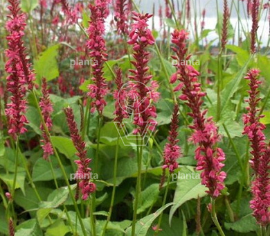 Persicaria amplexicaulis 'Speciosa'