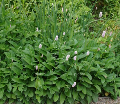 Persicaria bistorta