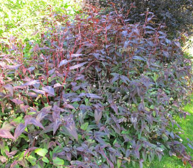 Persicaria microcephala 'Red Dragon'