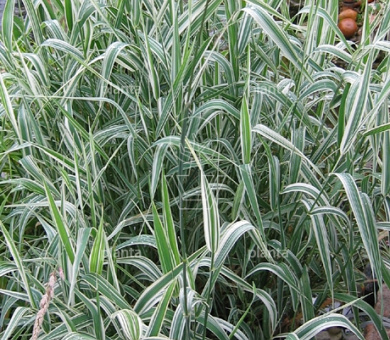 Phalaris arundinacea 'Picta'