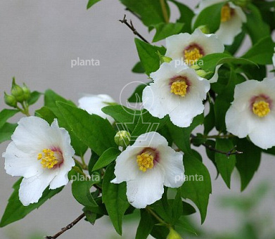 Philadelphus 'Belle Etoile'