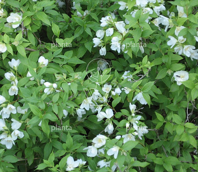 Philadelphus 'Lemoinei'