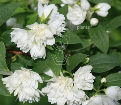 Philadelphus 'Manteau d'Hermine'