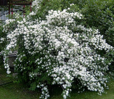 Philadelphus 'Virginal'