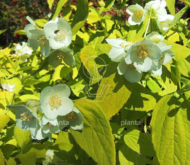 Philadelphus coronarius 'Aureus'