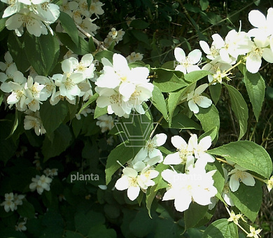 Philadelphus coronarius
