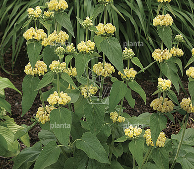 Phlomis russeliana