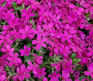 Phlox douglasii 'Crackerjack'