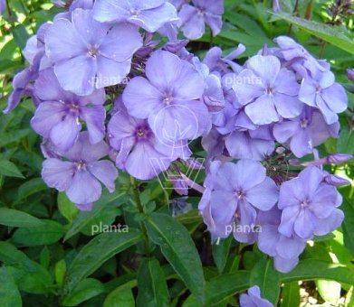 Phlox paniculata 'Blue Paradise'