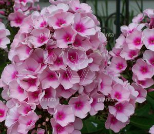 Phlox paniculata 'Bright Eyes'