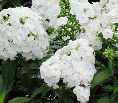 Phlox paniculata 'David'