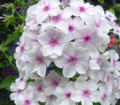 Phlox paniculata 'Europa'