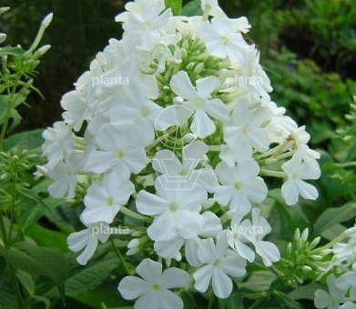 Phlox paniculata 'Fujiyama'
