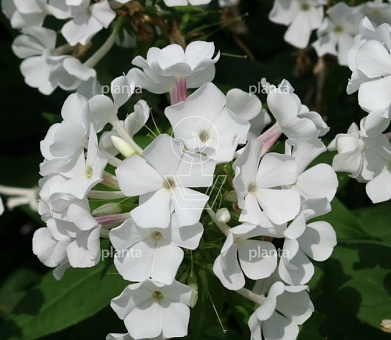Phlox paniculata 'Rembrandt'