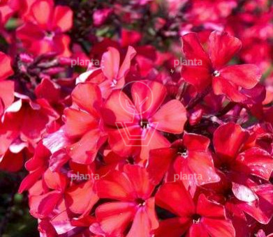 Phlox paniculata 'Starfire'