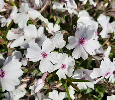 Phlox subulata 'Amazing Grace'