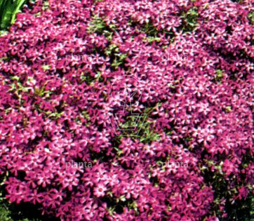 Phlox subulata 'Atropurpurea'