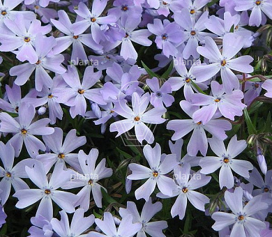 Phlox subulata 'Emerald Cushion Blue'