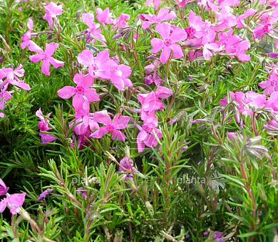 Phlox subulata 'MacDaniel's Cushion'