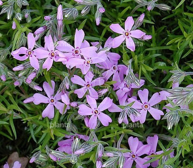Phlox subulata 'Moerheimii'