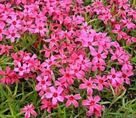 Phlox subulata 'Temiskaming'