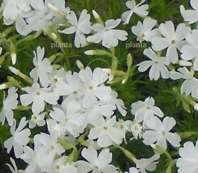 Phlox subulata 'White Delight'