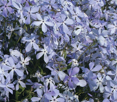 Phlox divaricata 'Clouds of Perfume'