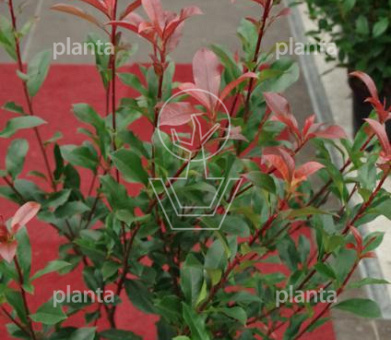 Photinia fraseri Carré Rouge