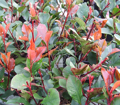 Photinia fraseri 'Little Red Robin'