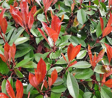 Photinia fraseri 'Red Robin'