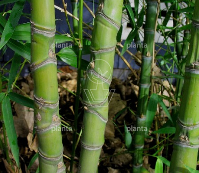 Phyllostachys aurea