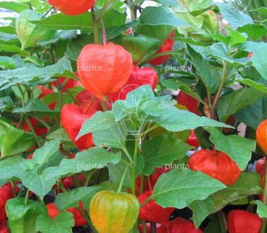 Physalis alkekengi franchetii