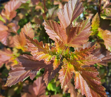 Physocarpus opulifolius 'Amber Jubilee'