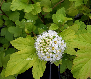 Physocarpus opulifolius 'Angel Gold'