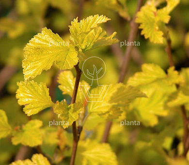 Physocarpus op. 'Dart's Gold'