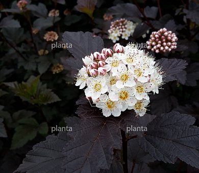Physocarpus opulifolius 'Diabolo'