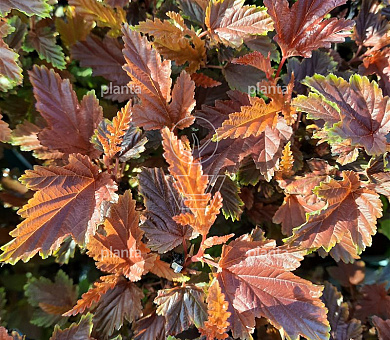 Physocarpus opulifolius 'Little Angel' 