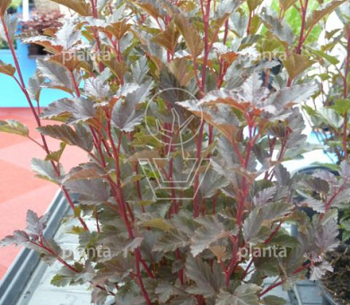 Physocarpus opulifolius 'Tiny Wine'