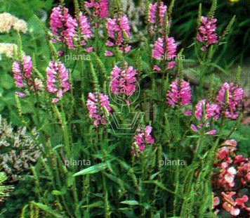 Physostegia virginiana 'Bouquet Rose'