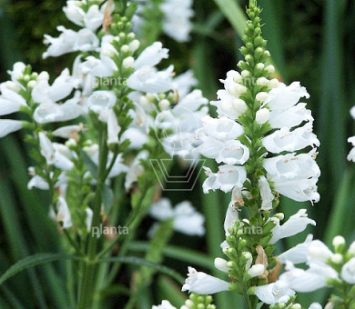 Physostegia virginiana 'Summer Snow'