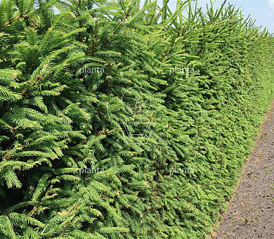 Picea abies