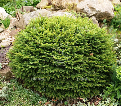 Picea abies 'Nidiformis'